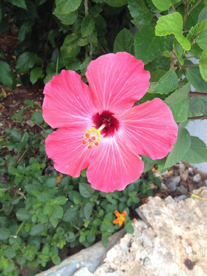 Casa Sirena Bed & Breakfast Bayahibe Luaran gambar